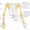 diagram, human, bones-41545.jpg