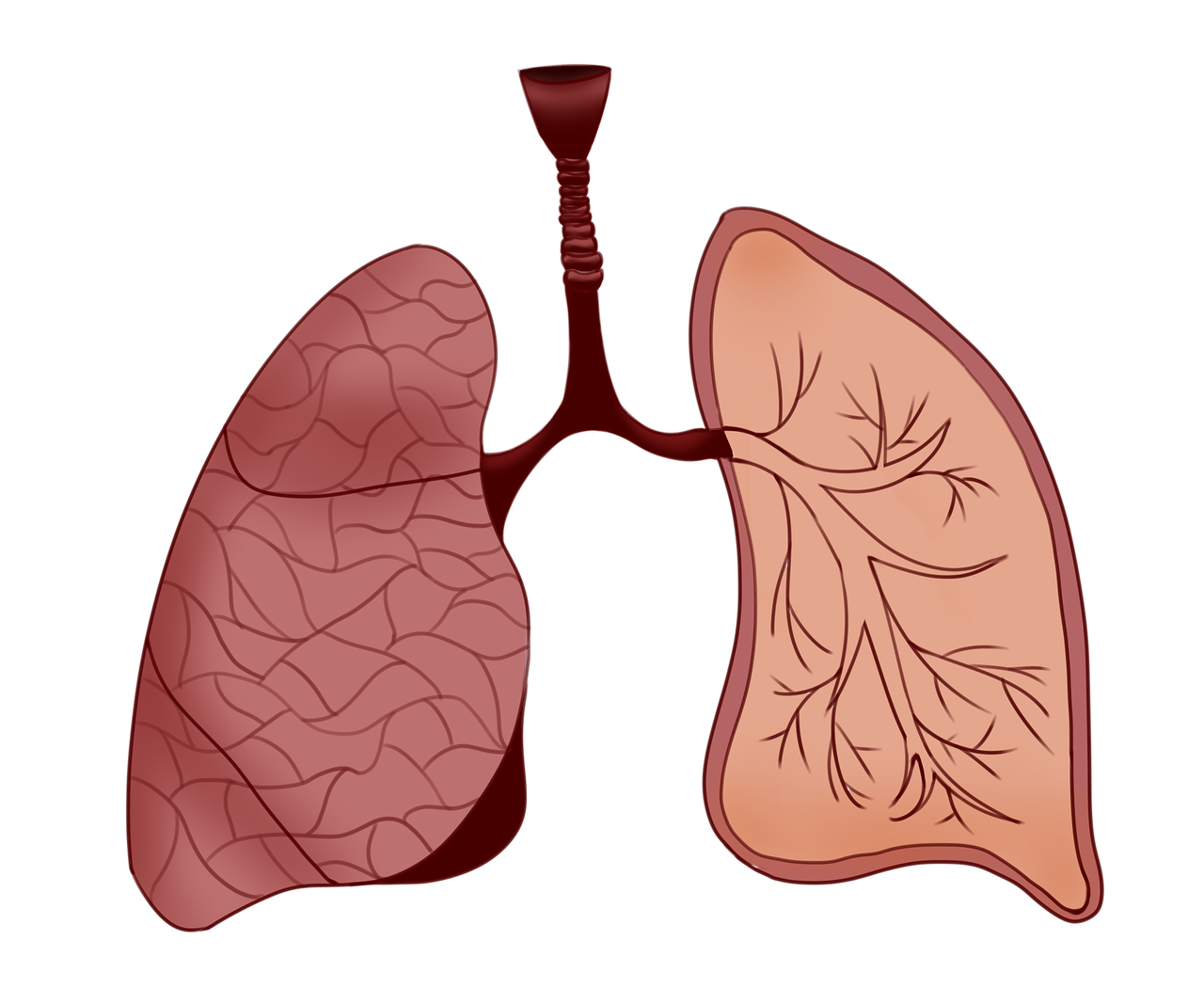 lungs, anatomy, body part-6694022.jpg